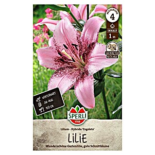 Sperli Bloembollen Congoleto (Lilium x Hybrida, Roze)