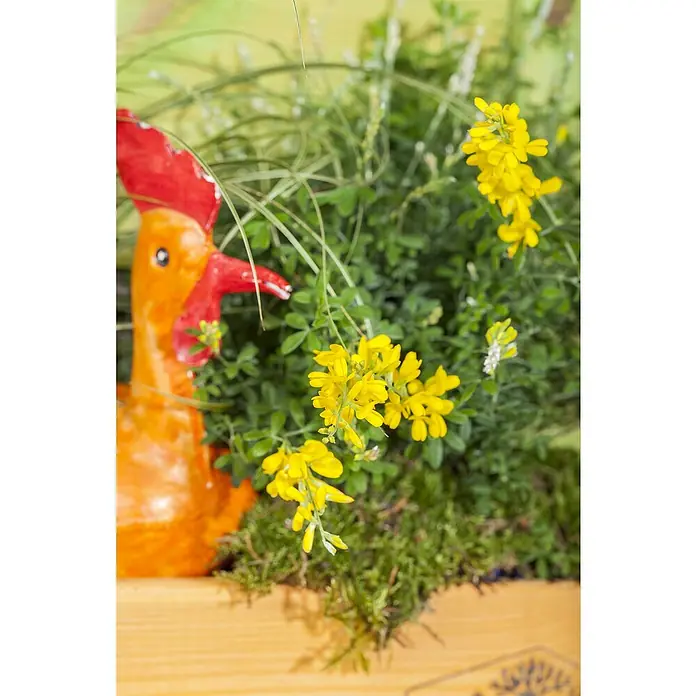 Piardino Ginster Busch - Cytisus racemosus, Topfgröße: 17 cm, Blütenfarbe: Gelb - Dekorative Nahaufnahme einer orangefarbenen Keramikfigur eines Hahns inmitten von gelben Blüten und grünen Pflanzen auf einem Holztisch.