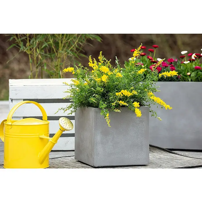 Piardino Ginster Busch - Cytisus racemosus, Topfgröße: 17 cm, Blütenfarbe: Gelb - Nahaufnahme eines quadratischen Betonpflanzgefäßes mit gelben Blüten, flankiert von einer gelben Gießkanne und einem Holzkasten.