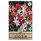 Sperli Bloembollen (Gladiolus, Verschillende kleuren) | BAUHAUS