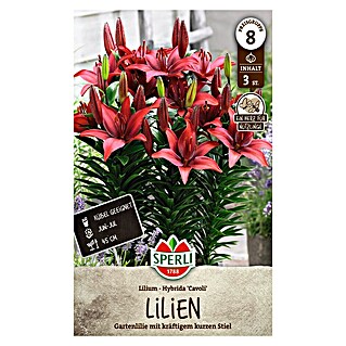 Sperli Bloembollen (Lilium x Hybrida, Paars / Rood)