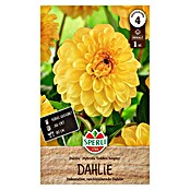Sperli Bloembollen Golden Scepter (Dahlia, Geel) | BAUHAUS