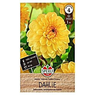 Sperli Bloembollen Golden Scepter (Dahlia, Geel)