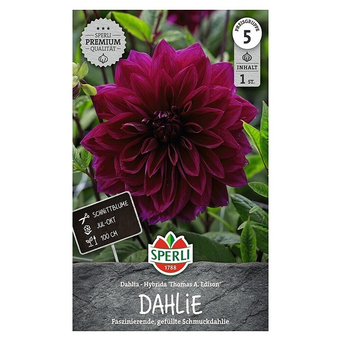Sperli Bloembollen (Dahlia x Hybrida, Paars) | BAUHAUS