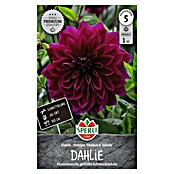 Sperli Bloembollen (Dahlia x Hybrida, Paars) | BAUHAUS