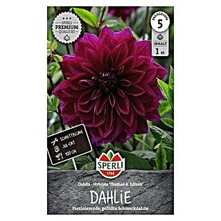 Sperli Bloembollen (Dahlia x Hybrida, Paars)
