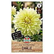 Sperli Bloembollen Kelvin Floodlight (Dahlia, Geel) | BAUHAUS