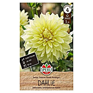 Sperli Bloembollen Kelvin Floodlight (Dahlia, Geel)