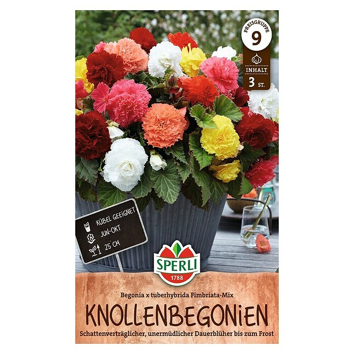 Sperli Bloembollen (Begonia, Verschillende kleuren) | BAUHAUS
