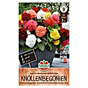 Sperli Bloembollen (Begonia, Verschillende kleuren) | BAUHAUS