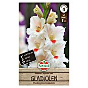Sperli Bloembollen (Gladiolus, Wit) | BAUHAUS