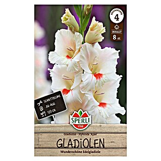 Sperli Bloembollen (Gladiolus, Wit)