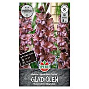Sperli Bloembollen (Gladiolus, Oranje) | BAUHAUS