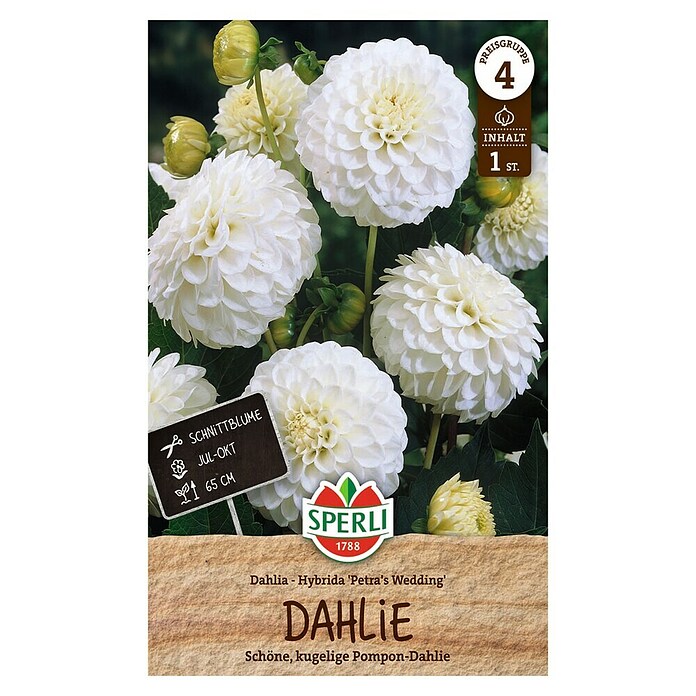 Sperli Bloembollen Petra's Wedding (Dahlia x Hybrida, Wit) | BAUHAUS
