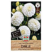 Sperli Bloembollen Petra's Wedding (Dahlia x Hybrida, Wit) | BAUHAUS