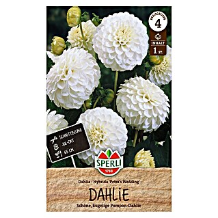 Sperli Bloembollen Petra's Wedding (Dahlia x Hybrida, Wit)