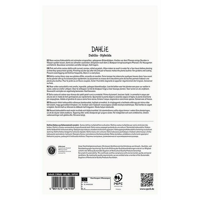 Sperli Bloembollen (Dahlia x Hybrida, Roze / Wit) | BAUHAUS