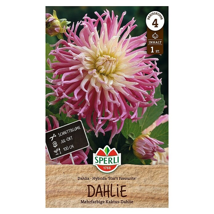 Sperli Bloembollen (Dahlia x Hybrida, Roze / Wit) | BAUHAUS
