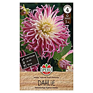 Sperli Bloembollen (Dahlia x Hybrida, Roze / Wit)