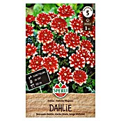 Sperli Bloembollen (Dahlia x Hybrida, Rood / Wit) | BAUHAUS