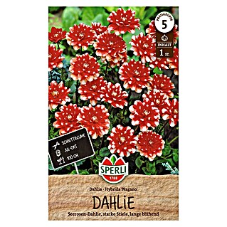 Sperli Bloembollen (Dahlia x Hybrida, Rood / Wit)