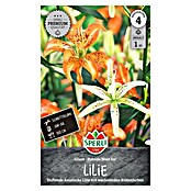 Sperli Bloembollen Must See (Lilium x Hybrida, Verschillende kleuren) | BAUHAUS
