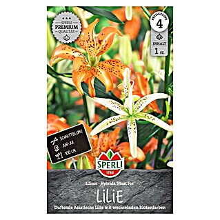 Sperli Bloembollen Must See (Lilium x Hybrida, Verschillende kleuren)