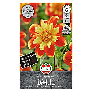 Sperli Bloembollen (Dahlia, Verschillende kleuren)