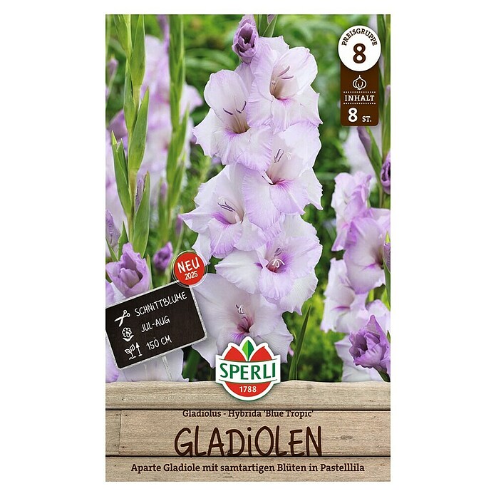 Sperli Bloembollen (Gladiolus, Paars) | BAUHAUS