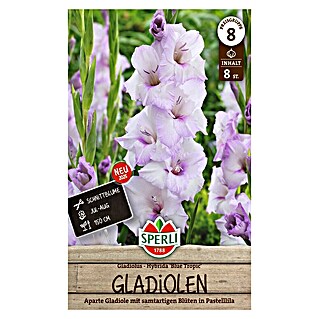 Sperli Bloembollen (Gladiolus, Paars)