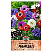Sperli Bloembollen St. Brigid (Anemone coronaria, Verschillende kleuren) | BAUHAUS