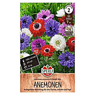 Sperli Bloembollen St. Brigid (Anemone coronaria, Verschillende kleuren)