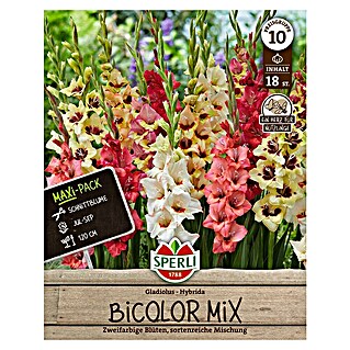 Sperli Bloembollen (Verschillende kleuren, Levensduur planten: Vaste plant, Hoeveelheid bloemen: Lichtgevuld)
