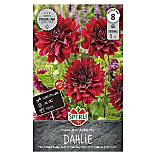 Sperli Bloembollen (Rood, Hoeveelheid bloemen: Gevuld, Levensduur planten: Vaste plant)