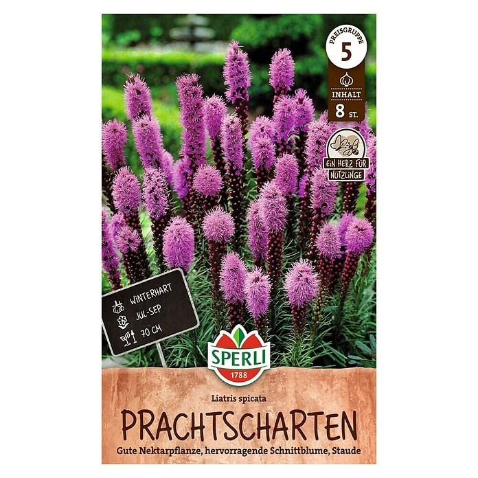 Sperli Bloembollen (Paars, Hoeveelheid bloemen: Gevuld, Levensduur planten: Vaste plant) | BAUHAUS