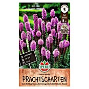 Sperli Bloembollen (Paars, Hoeveelheid bloemen: Gevuld, Levensduur planten: Vaste plant) | BAUHAUS