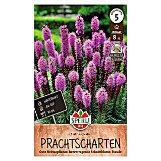Sperli Bloembollen (Paars, Hoeveelheid bloemen: Gevuld, Levensduur planten: Vaste plant)