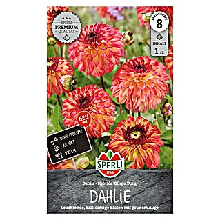 Sperli Bloembollen (Verschillende kleuren, Levensduur planten: Vaste plant, Botanische naam: Dahlia x Hybrida)