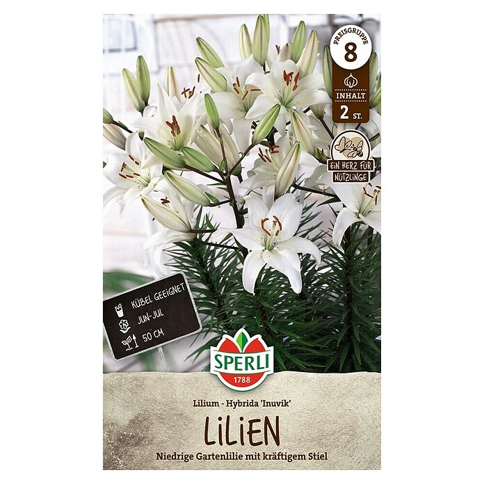Sperli Bloembollen (Lilium x Hybrida, Wit, Levensduur planten: Vaste plant) | BAUHAUS