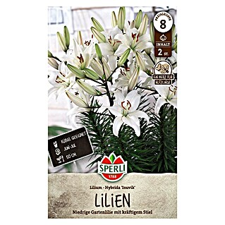 Sperli Bloembollen (Lilium x Hybrida, Wit, Levensduur planten: Vaste plant)