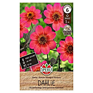 Sperli Blumenzwiebeln Dahlie Dahlegria (Dahlia, Rot, Lebensdauer Pflanzen: Mehrjährig)