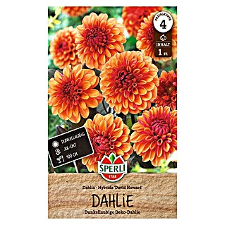 Sperli Bloembollen (Dahlia x Hybrida, Verschillende kleuren, Levensduur planten: Vaste plant)