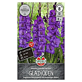 Sperli Blumenzwiebeln Gladiole Cum Suis (Gladiolus, Violett, Lebensdauer Pflanzen: Mehrjährig)