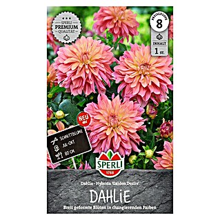 Sperli Bloembollen (Dahlia x Hybrida, Verschillende kleuren, Levensduur planten: Vaste plant)