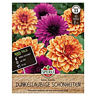 Sperli Bloembollen (Hoeveelheid bloemen: Gevuld, Dahlia x Hybrida, Verschillende kleuren)