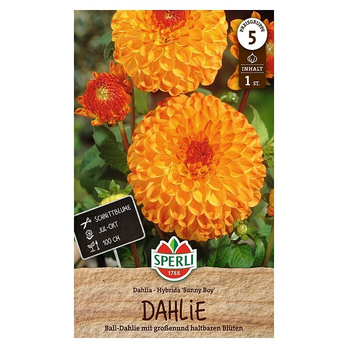 Sperli Bloembollen (Dahlia x Hybrida, Oranje / Rood) | BAUHAUS