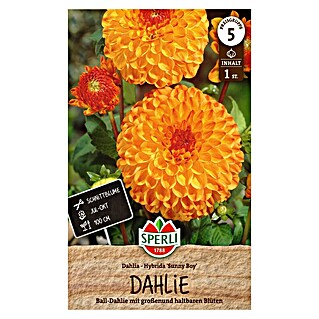 Sperli Bloembollen (Dahlia x Hybrida, Oranje / Rood)