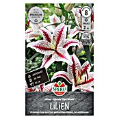 Sperli Bloembollen (Lilium x Hybrida, Verschillende kleuren) | BAUHAUS