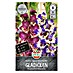 Sperli Bloembollen Gladiole Club Mix 