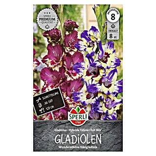 Sperli Bloembollen (Gladiolus, Verschillende kleuren)